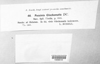 Puccinia glechomatis image